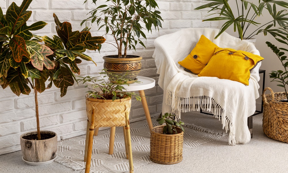 How to Select the Best Indoor Plants for the Bedroom